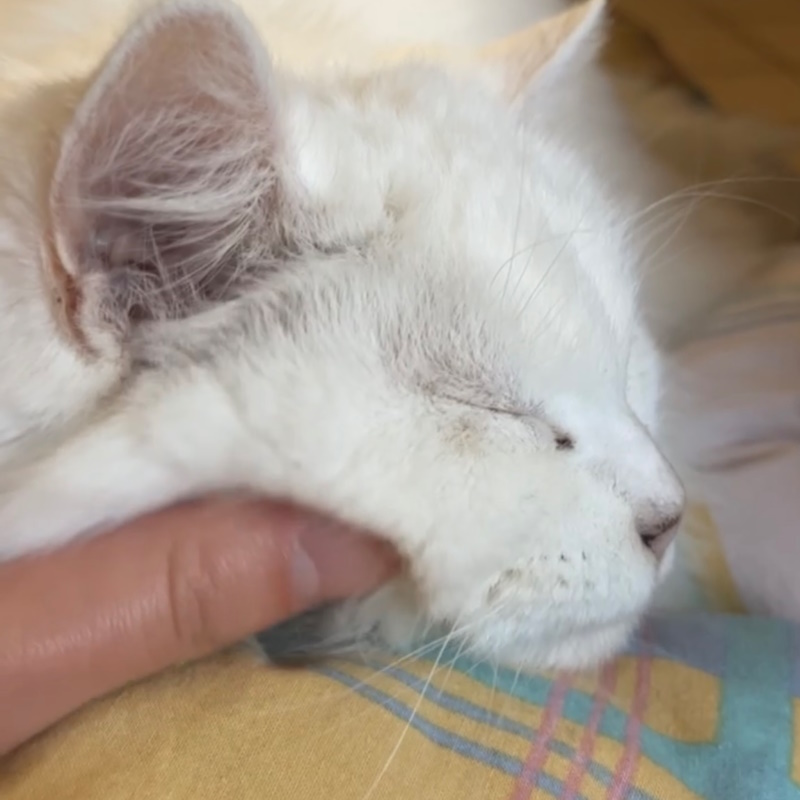 ostéopathe pour chat à domicile