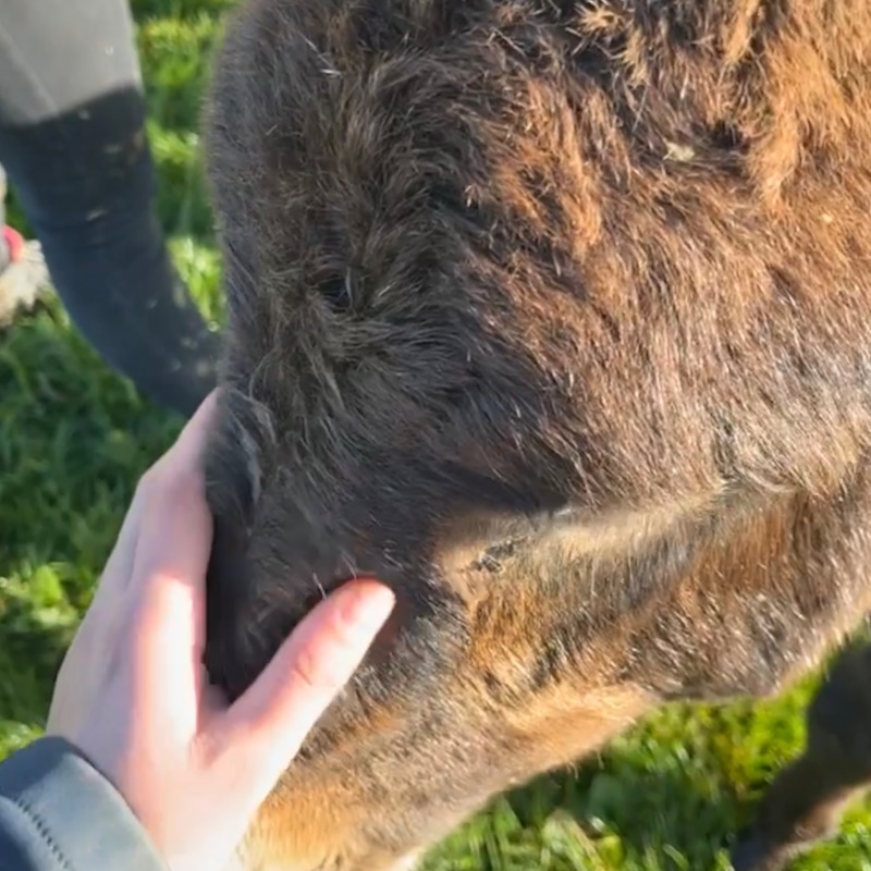ostéopathe équidé normandie