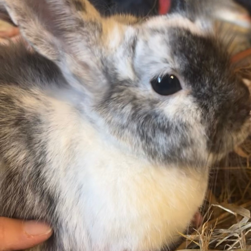 ostéopathe nac à domicile