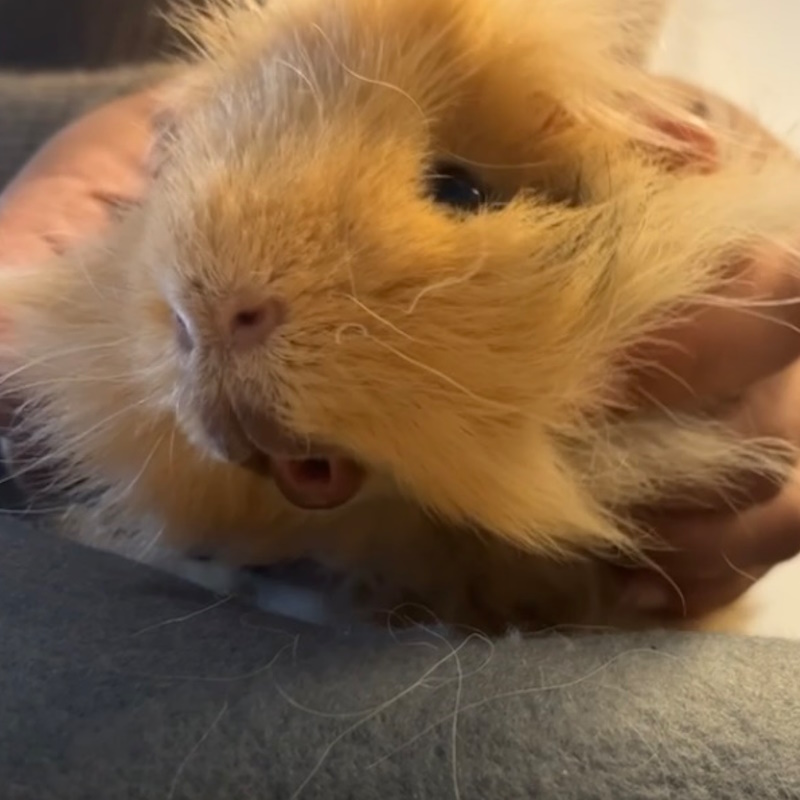 ostéopathe cochon d'inde à domicile