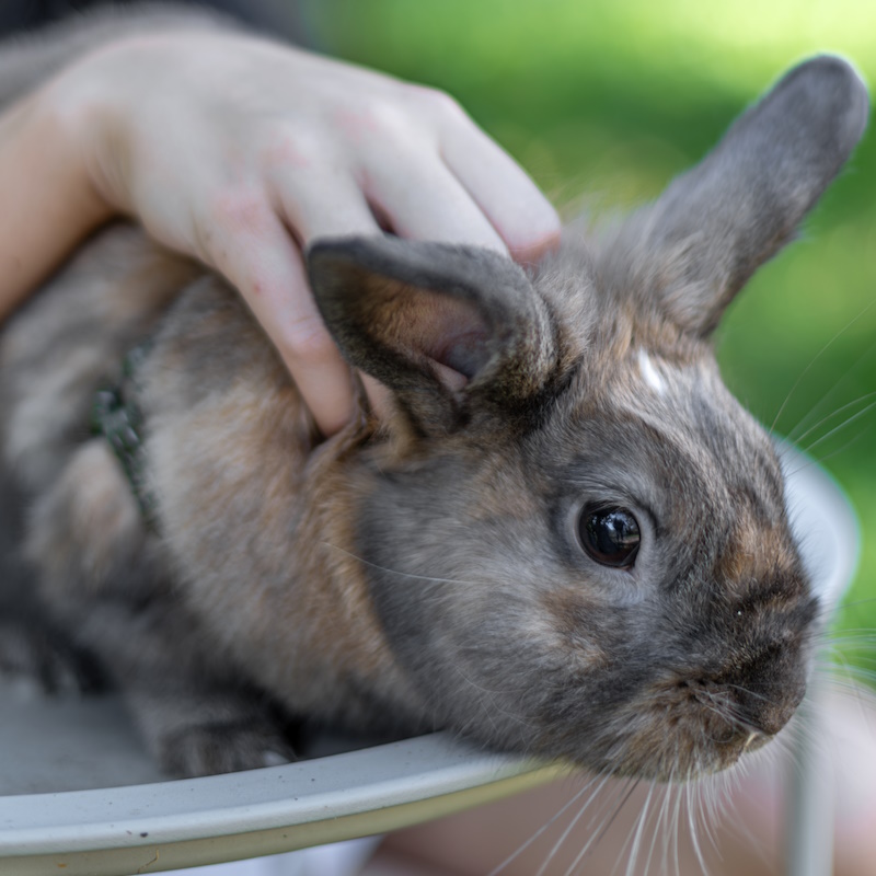ostéopathe lapin à domicile caen