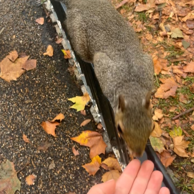 ostéopathe pour écureuil