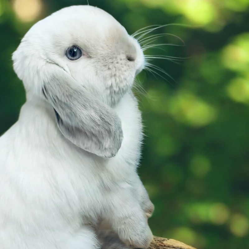 ostéopathe lapin normandie