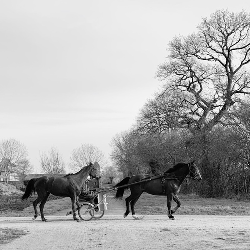 ostéopathe équin normandie