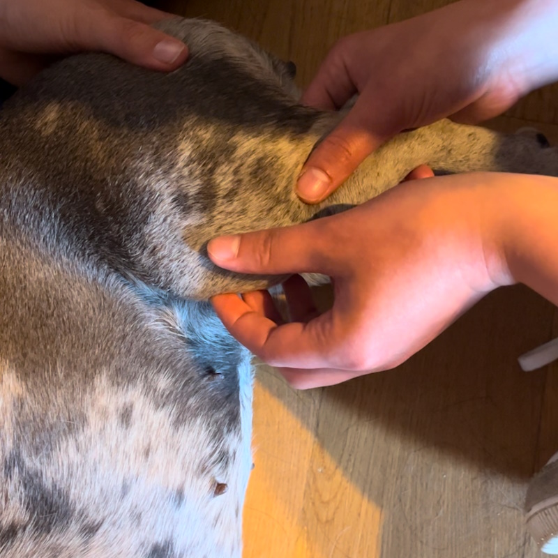 ostéopathe pour chien en normandie