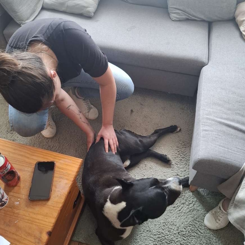 ostéopathe pour chien à domicile