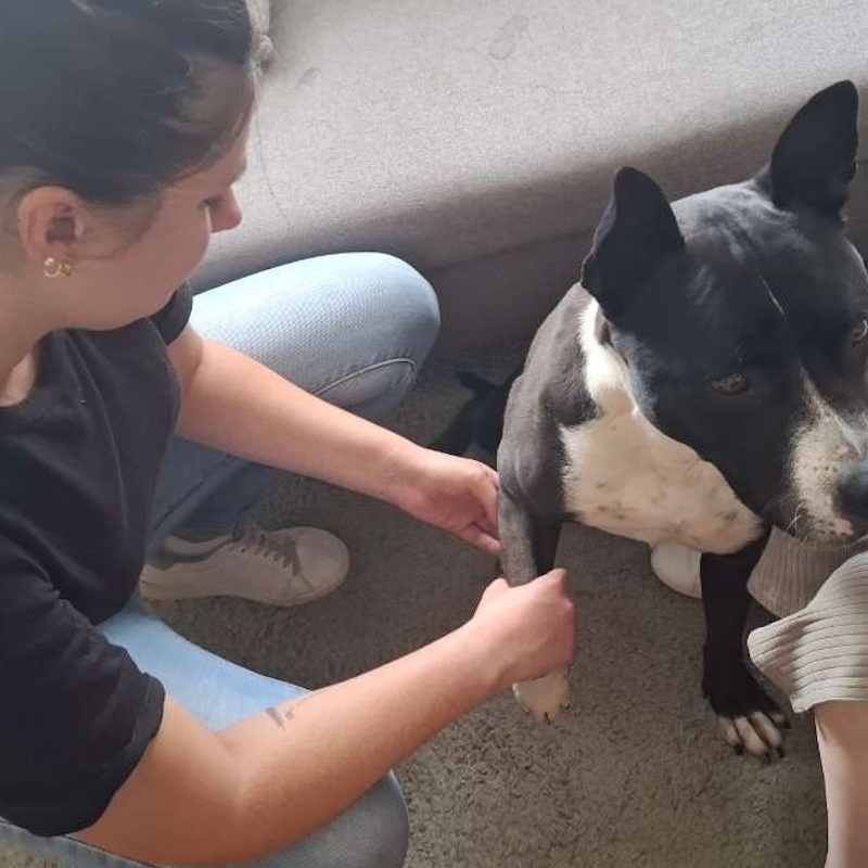 ostéopathe pour chien à domicile caen