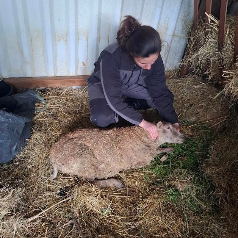ostéopathe mouton normandie