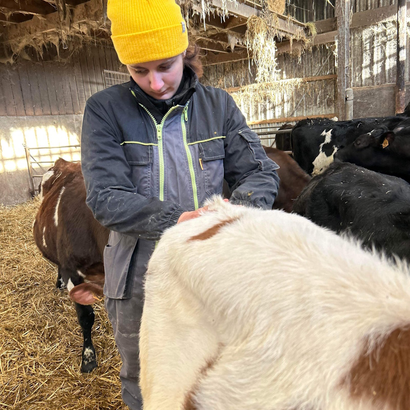 ostéopathe pour troupeau de vaches normandie