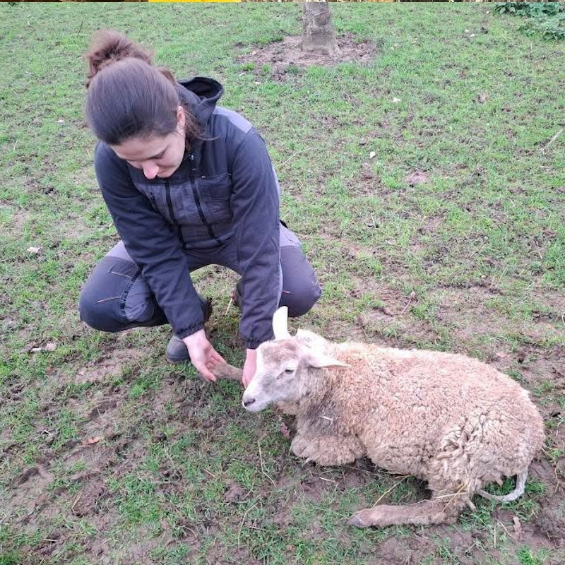 ostéopathe pour mouton à caen