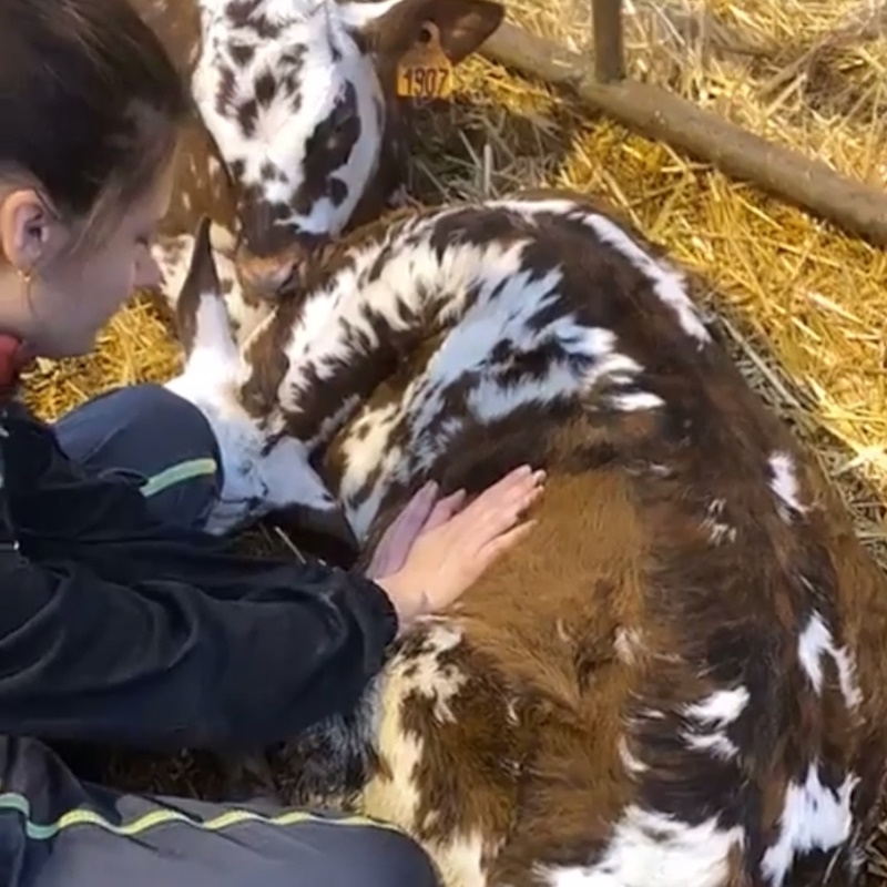 ostéopathe ruminant à domicile