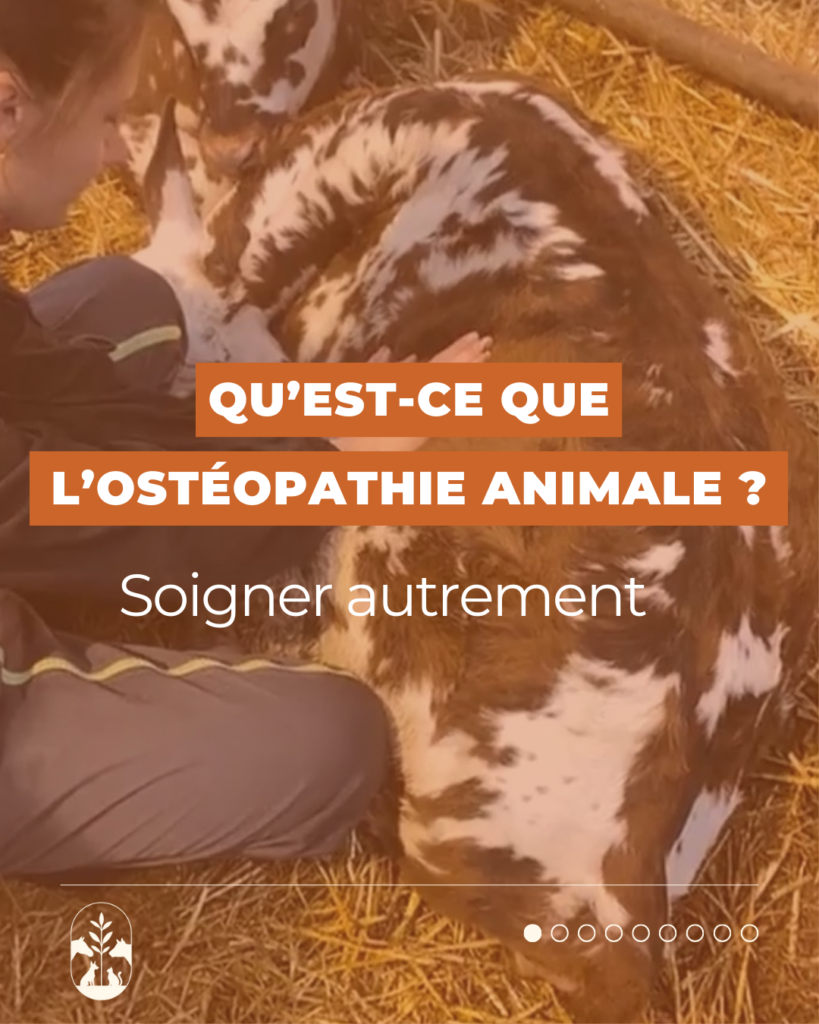 Qu&rsquo;est ce que l&rsquo;ostéopathie animale ?