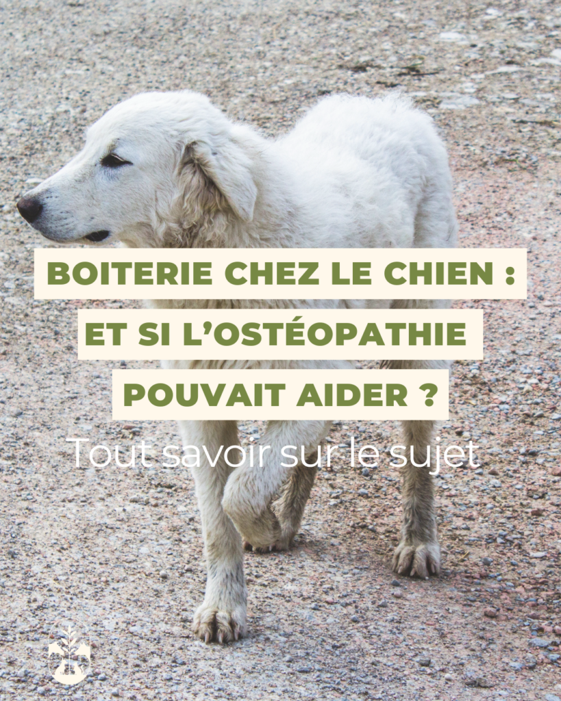 Boiterie chez le chien : quel rôle pour l’ostéopathie animale ?