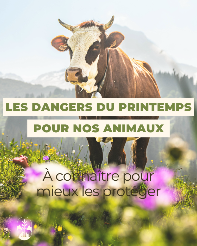 Les dangers du printemps pour nos animaux : prévention et rôle de l’ostéopathie animale