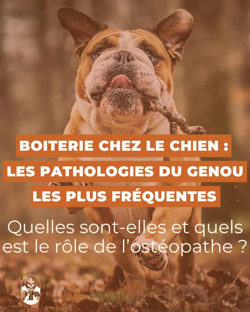 Boiterie chez le chien : les pathologies du genou et l’intérêt de l’ostéopathie animale:
